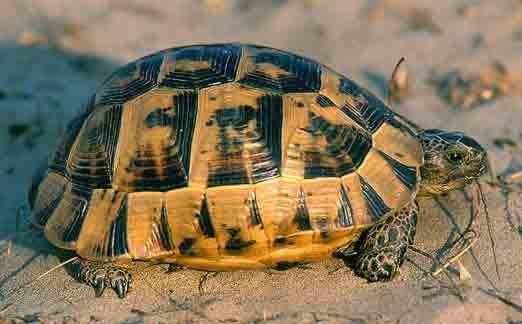 Testudo graeca